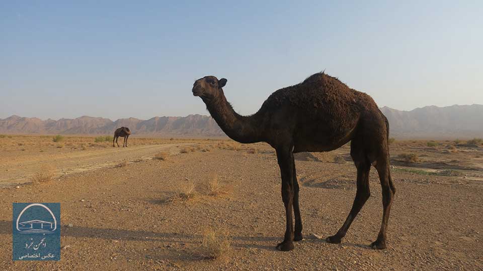 شتر و شتر سواری در کویر مصر